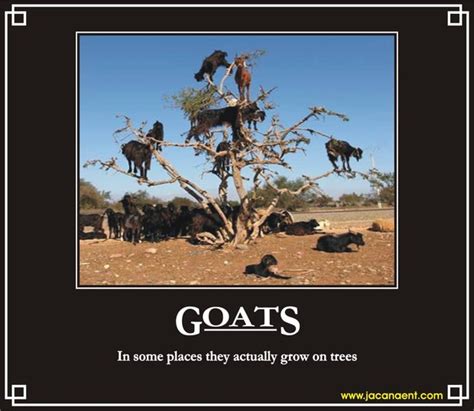 Goat Quotes And Sayings. QuotesGram