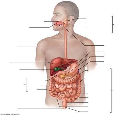 The Human Digestive System: alimentary canal and accessory organs ...