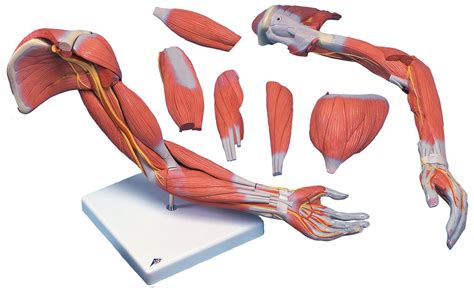 Arm muscle anatomy, Arm muscles, Bones and muscles