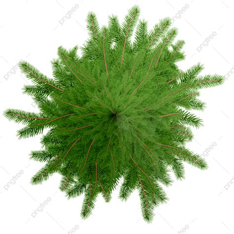 Plants Top View PNG Image, Plant Top View Transparent, Plant Top Png ...