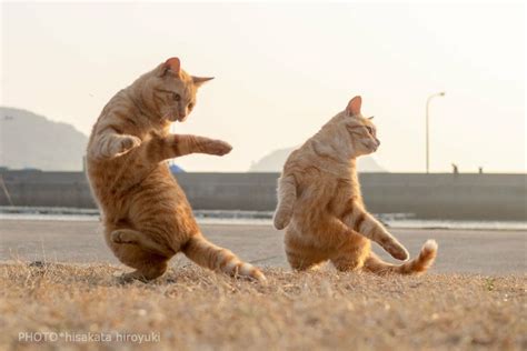 Pin by Sara Gillard on animals dancing | Dancing cat, Funny cat videos, Cat memes