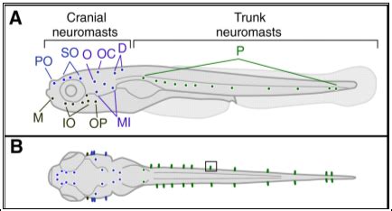 Function and Role of the Lateral Line | FreebookSummary