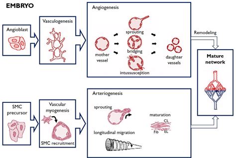 Figure 1 from Endothelial progenitor cells as biomarkers for ...