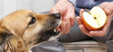 Can Dogs Eat Apples? A Fantastic Additions to a Dog's Diet.