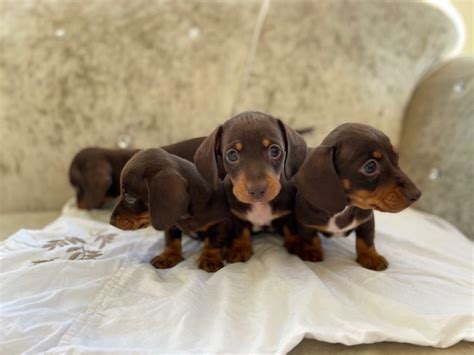 Miniature dutch hound puppies | in Ipswich, Suffolk | Gumtree