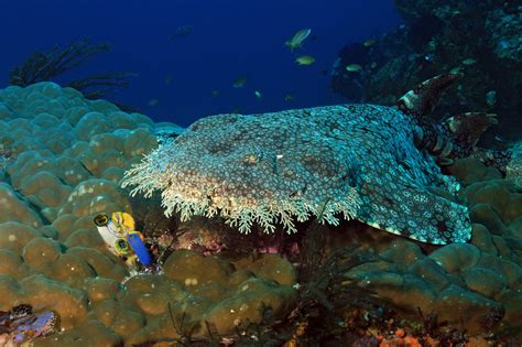 Tasselled Wobbegong Shark - American Oceans