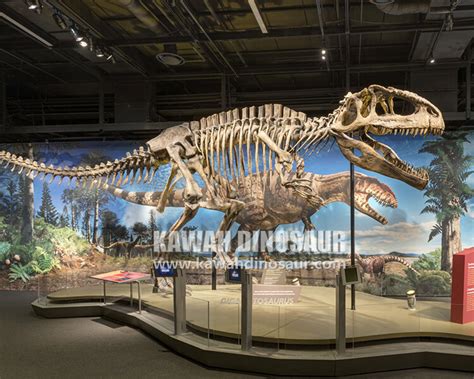 Is the Tyrannosaurus Rex skeleton seen in the museum real or fake?