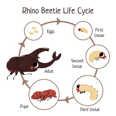 Premium Vector | Hand drawn rhino beetle life cycle