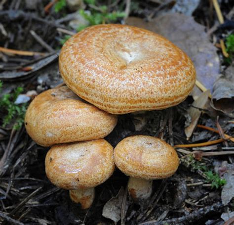 Lactarius deliciosus :Biodiversity for Food and Nutrition