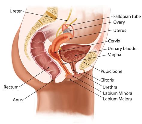 Frequent Urination Natural Treatments & Remedies: Natural Treatment ...