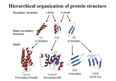 Which Of These Illustrates The Secondary Structure Of A Protein