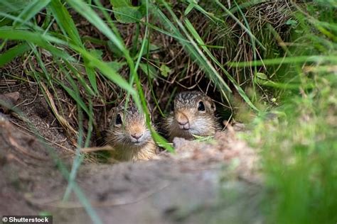 Ground squirrel hibernation holds the key to the future human space travel, scientists claim ...