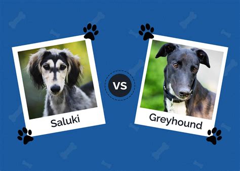 Saluki vs Greyhound: What Are The Differences? | Hepper