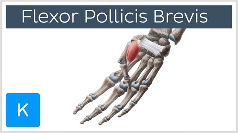 Flexor Pollicis Brevis Muscle - Origins & Function - Human Anatomy | Kenhub - YouTube