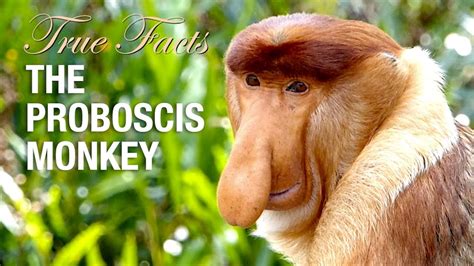 True Facts: Proboscis Monkey - YouTube