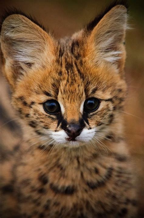 An adorable serval kitten - Cats N' Kittens - Cat Pictures - Cute Kittens