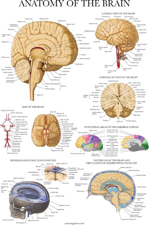 Palace Learning Póster de anatomía cerebral – Laminado – Carta ...