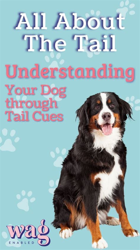 How to understand dog s emotions through tail body movements tips for dog parents wag enabled ...