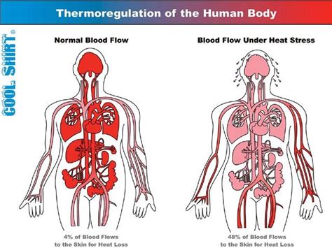 Thermoregulation - SPORTS MEDICINE