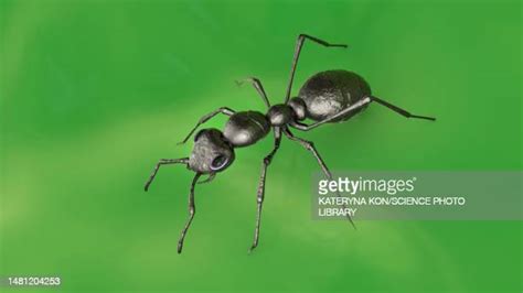 1,228 Insect Abdomen Stock Photos, High-Res Pictures, and Images - Getty Images