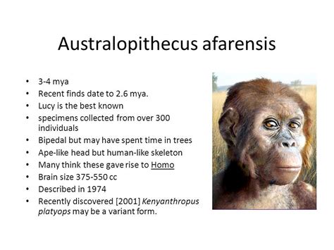 Australopithecus Afarensis Brain Capacity