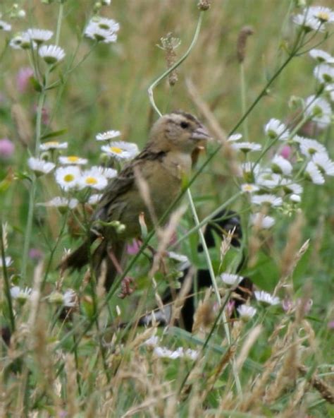 Bobolink – female 001 | Birdspix