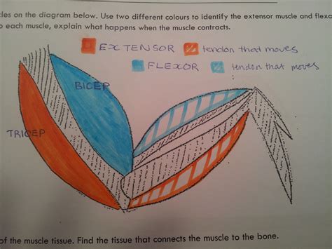 Chicken Wing Disection - body systems