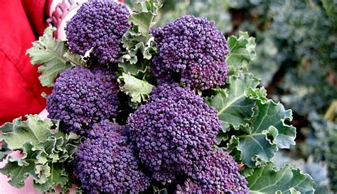 Broccoli Plant Starting To Flower | Best Flower Site