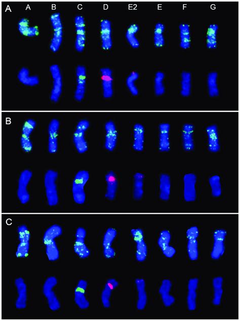 FISH patterns on mitotic chromosomes of diploid F. pratensis using: A ...