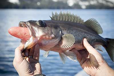 Rockfish: Matrotrophically Viviparous, Alaska Department of Fish and Game