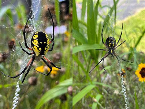 argiope aurantia by Secret-Photos on DeviantArt