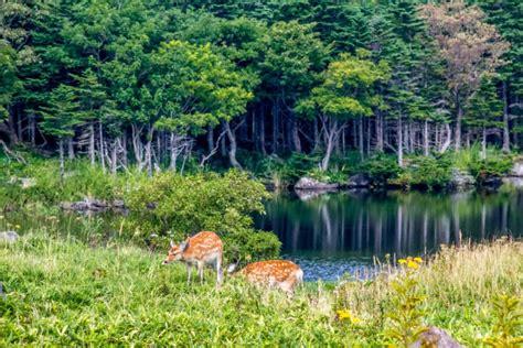 Parc National De Shiretoko Banque d'images et photos libres de droit - iStock