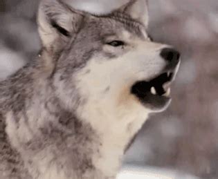 Howling Wolf Gif Tumblr