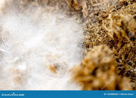 Macro, Mycelium and Fungal Spores on Growth Medium, Early Stage of ...