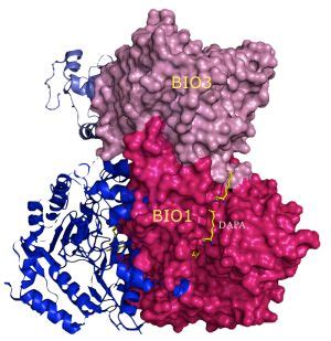 A channeling mecanism is involved in the pathway of the biotin synthesis in plants - IBS ...