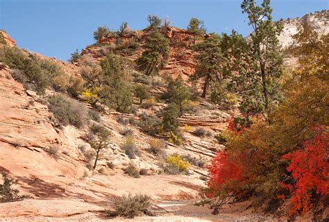 Fall Colors at Zion National Park Photograph by John M Bailey