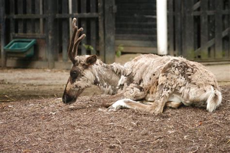 Rotterdam Zoo 2011 - Reindeer - ZooChat