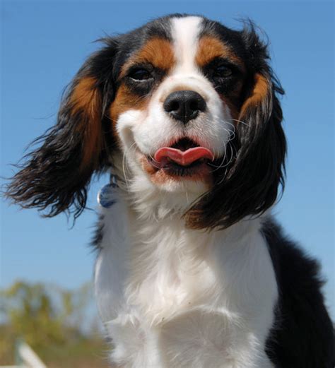 Cavalier King Charles Spaniel Puppies For Sale North Texas : Cavalier King Charles Spaniel ...