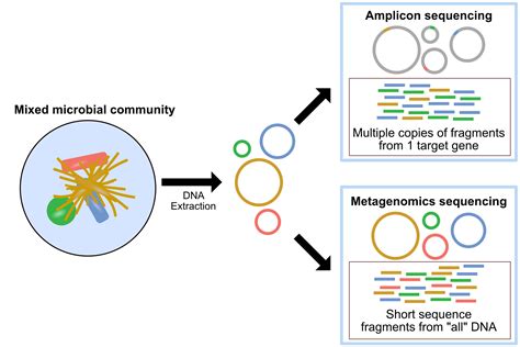 Amplicon and metagenomics overview