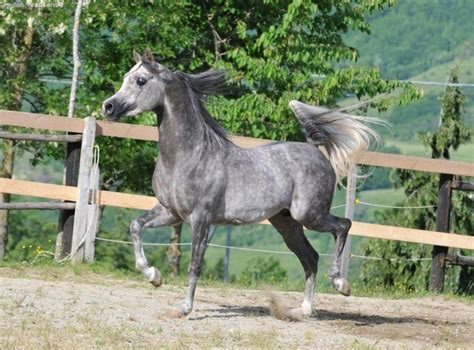 Dapple grey Arabian horse | Horses, Grey horse, Beautiful horses