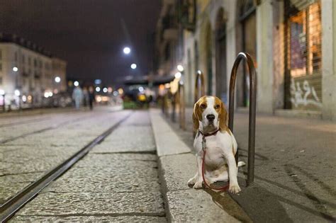 Everything you Need to know to Walk Dog at Night – KUOSER