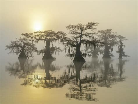 Atchafalaya Basin, Louisiana Photograph by Michael Lustbader - Pixels