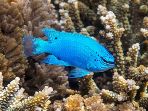 Fish Photography, part 3 - Coral Triangle Adventures