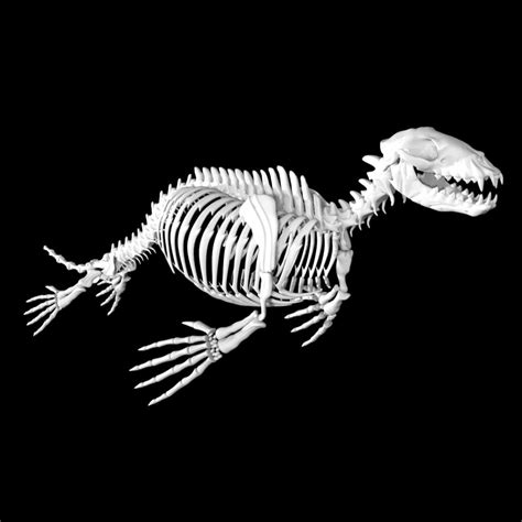 Seal skeleton 3d model Low Poly AR 3D Model - Team 3d Yard