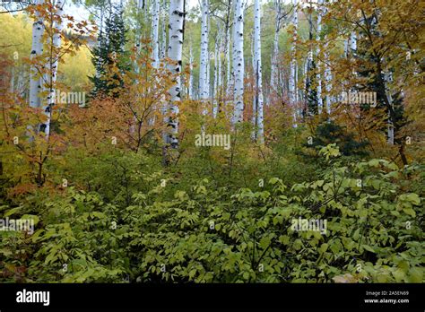 Fall colors in the mountains, Big Cottonwood Canyon, Utah Stock Photo - Alamy