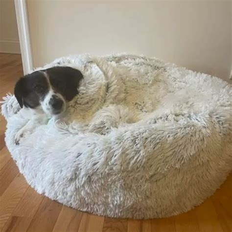 Canine Cloud Nine: The 5 Best Donut Dog Beds for Restful Nights and Happy Mornings