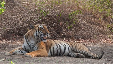 Corbett Tiger Reserve (Jim Corbett National Park) | Bubo Birding