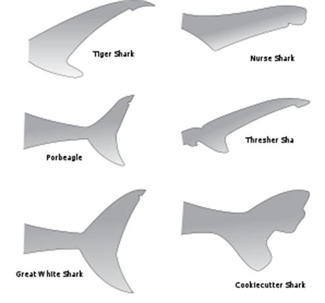 Aquatic Animals: Sharks ..!! :)