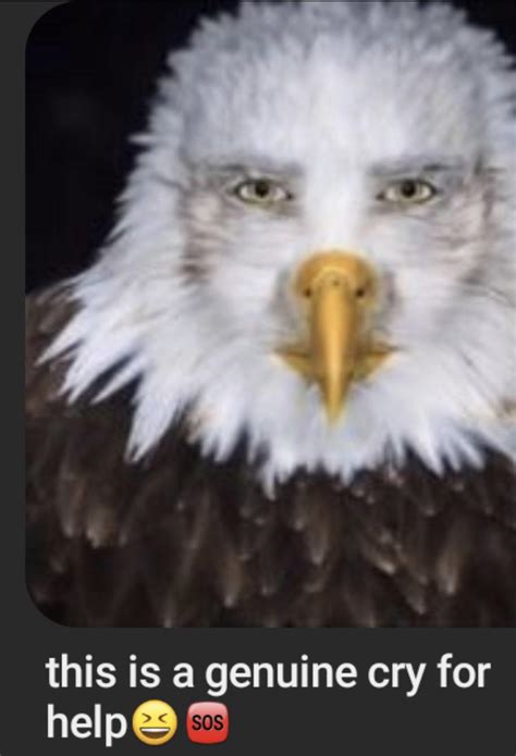 Staring Eagle Meme | Staring Eagle | Know Your Meme