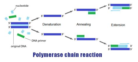 Polymerase Chain Reaction PCR - Histogenotech